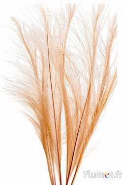 Fazant Hoki - gebleekt - 45-55 cm - crème